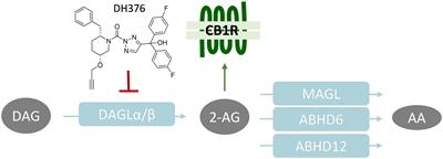 Identification of α,β-Hydrolase Domain Containing Protein 6 as a Diacylglycerol Lipase in Neuro-2a Cells